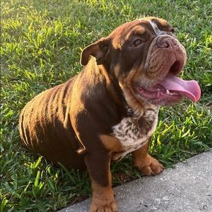 Beautiful English Bulldog